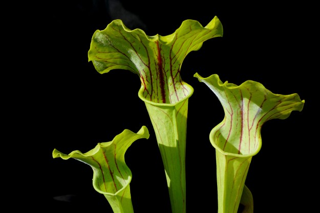 laurissia fond noir mai 2016 (1)