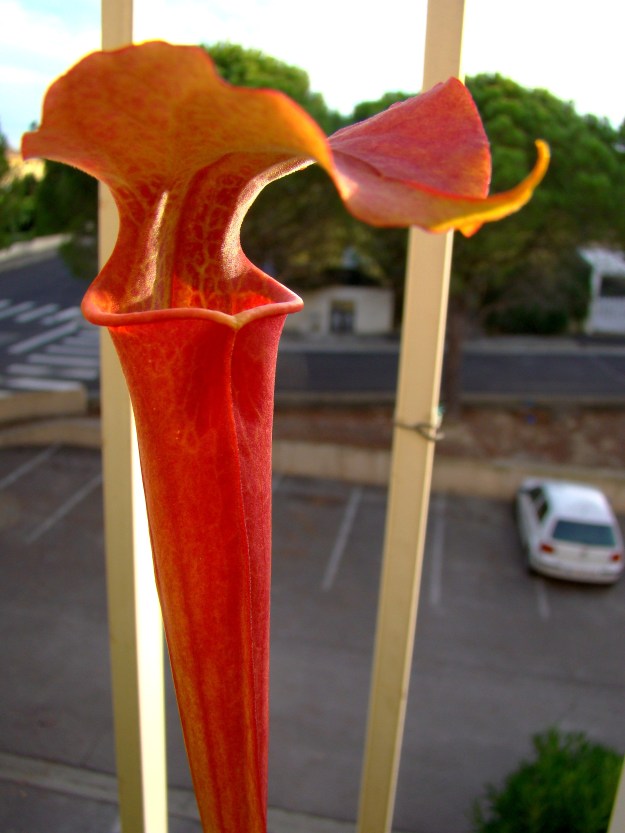 rubis rare x moorei septembre 2014 (1)