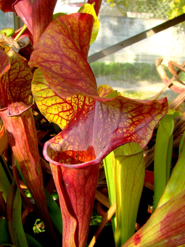 Sarracenia dantadelle octobre 2015 (1)