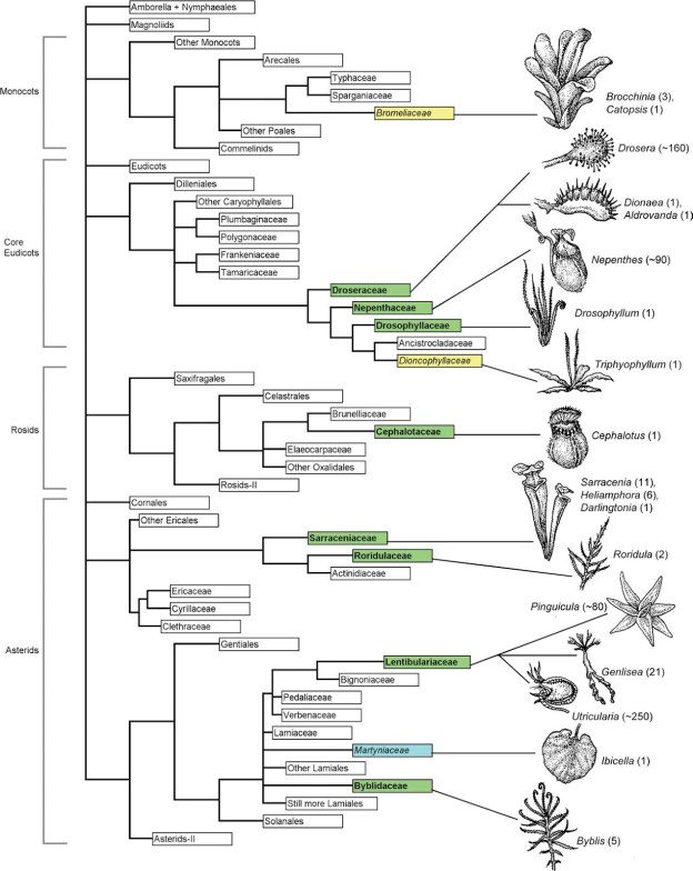 arbre phylogénétique