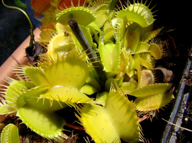 dionée verte + poils sensitifs noirs