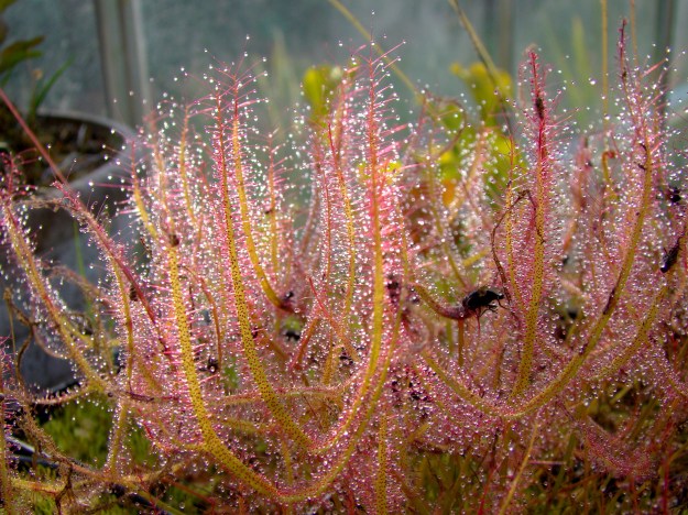 drosera binata var multifida small octobre 2014 (3)