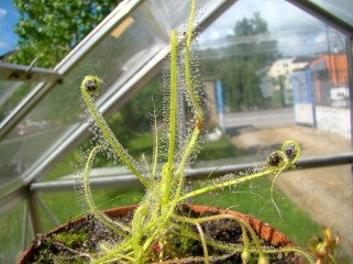 drosera indica (1)