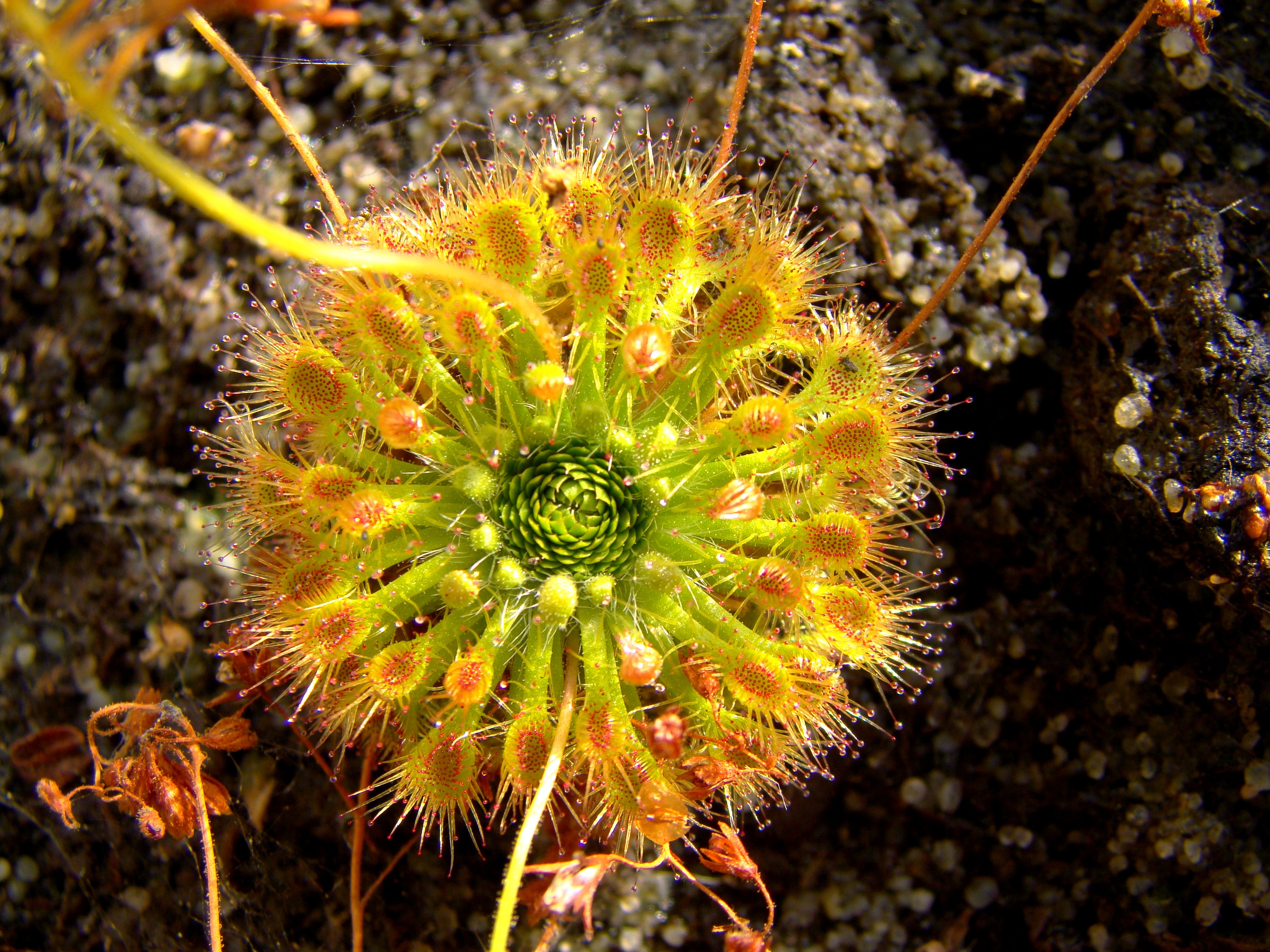 drosera patens octobre 2014 (1)
