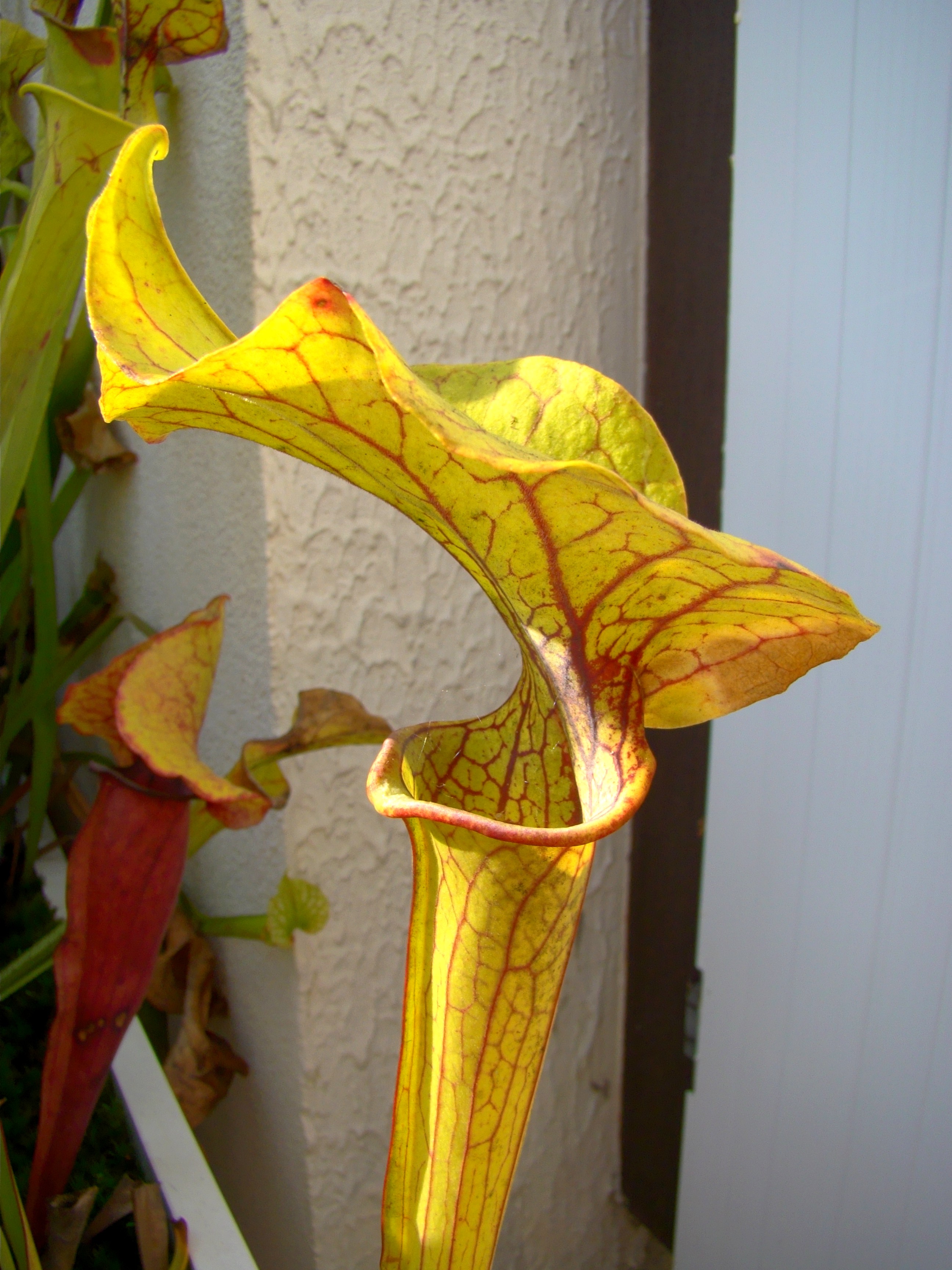 elvis presley septembre 2014 (4)