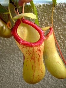 nepenthes ventricosa (2)