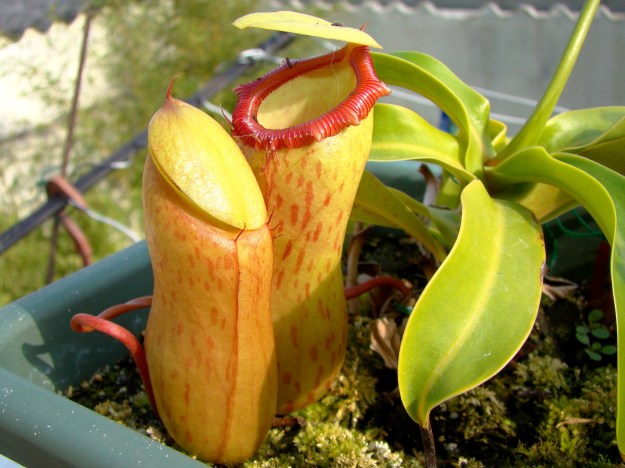 nepenthes ventricosa (5)