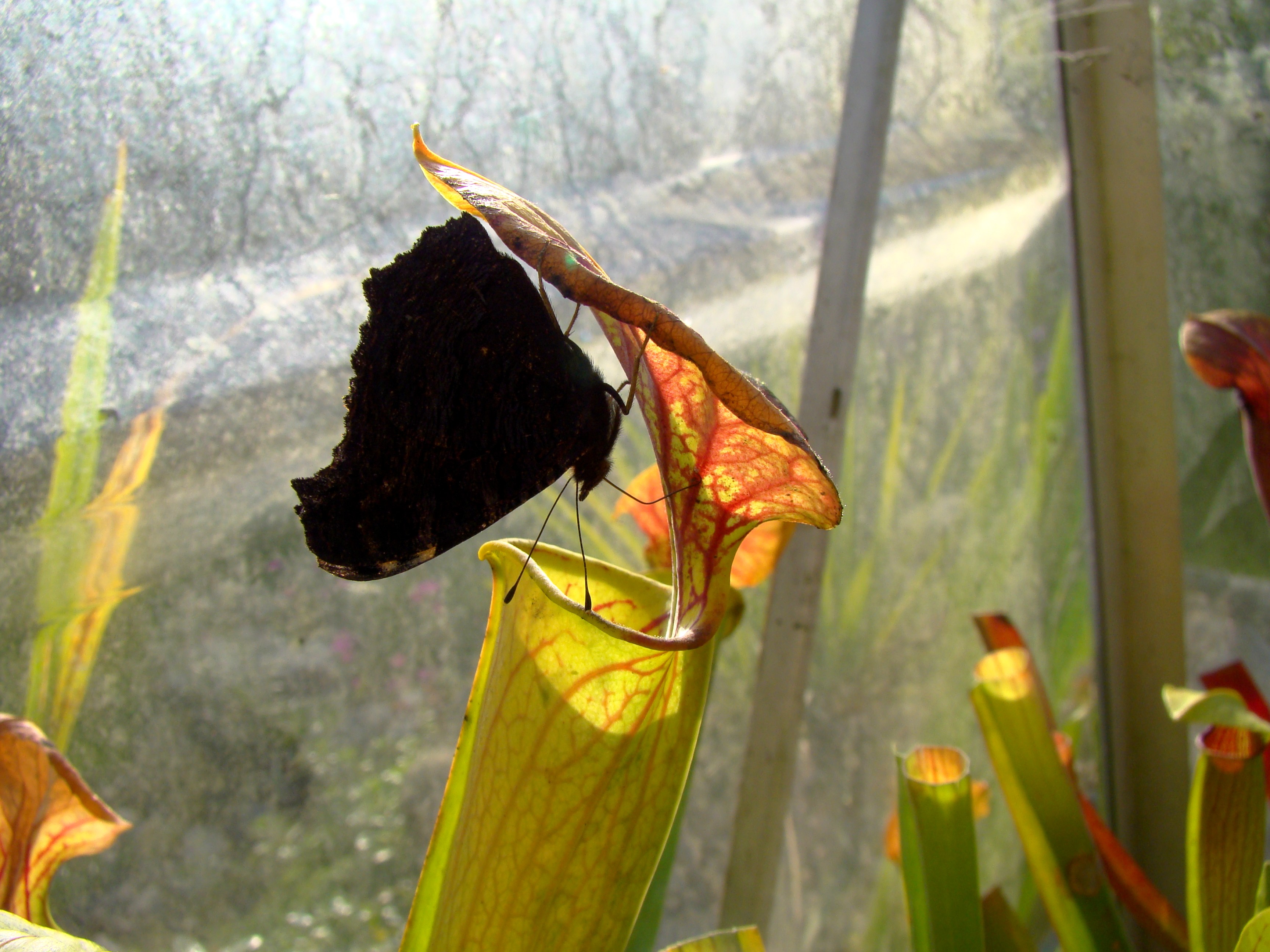 papillon sur Sarracenia octobre 2014 (5)