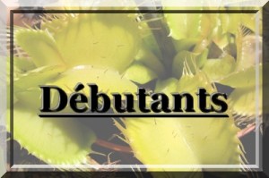 Débutants