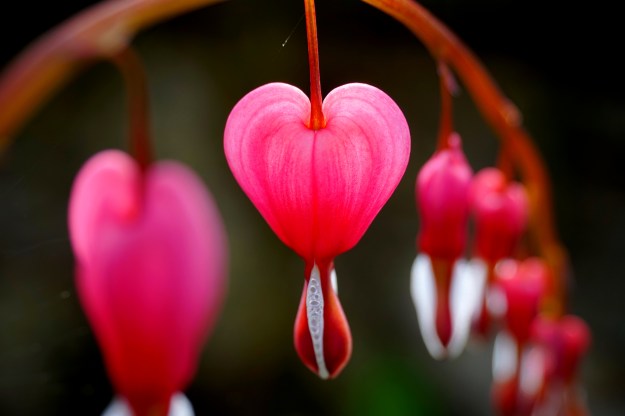 Lamprocapnos spectabilis avril 2016 (5)