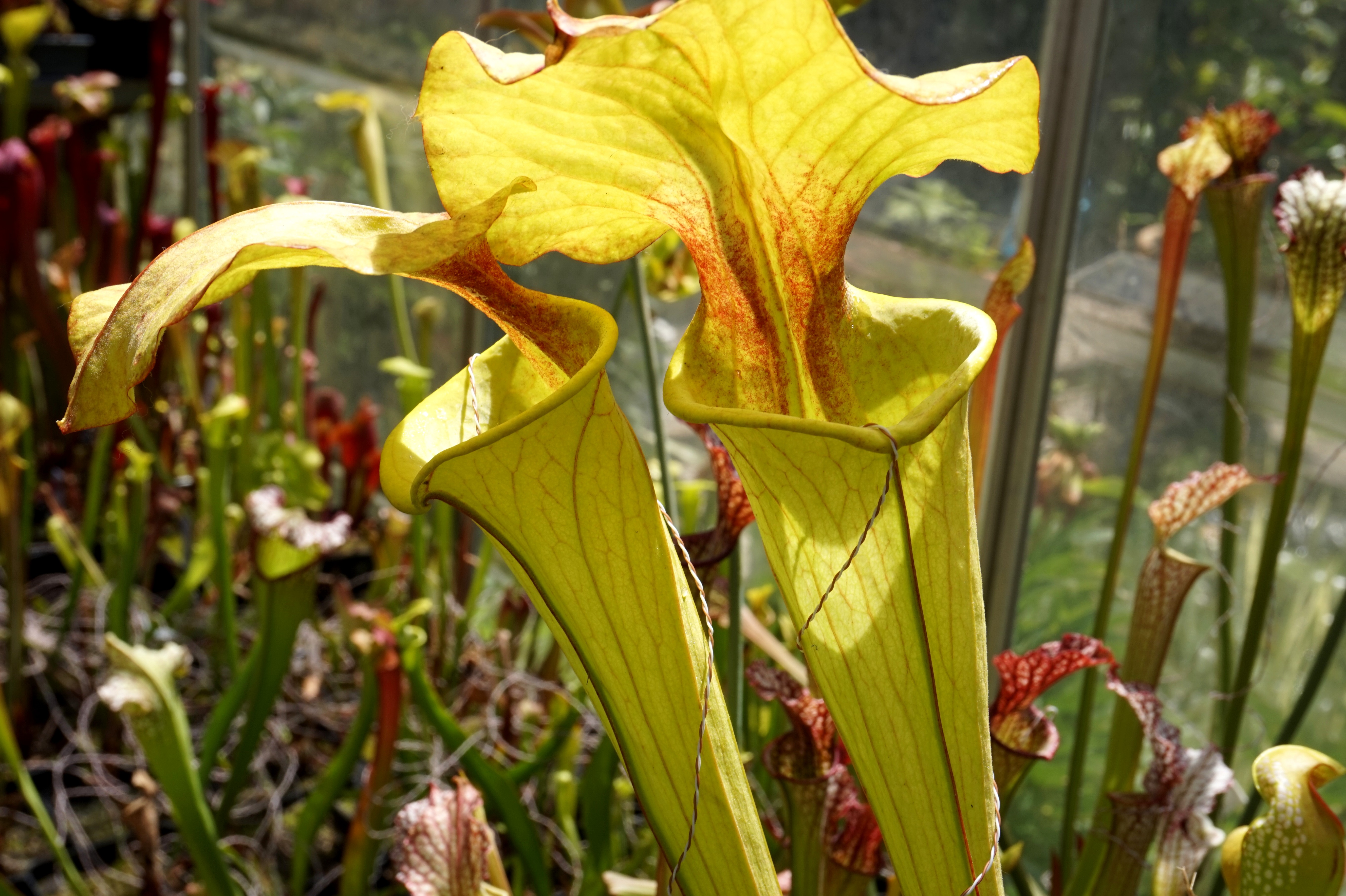 expériences sylvain juin 2017 (10)