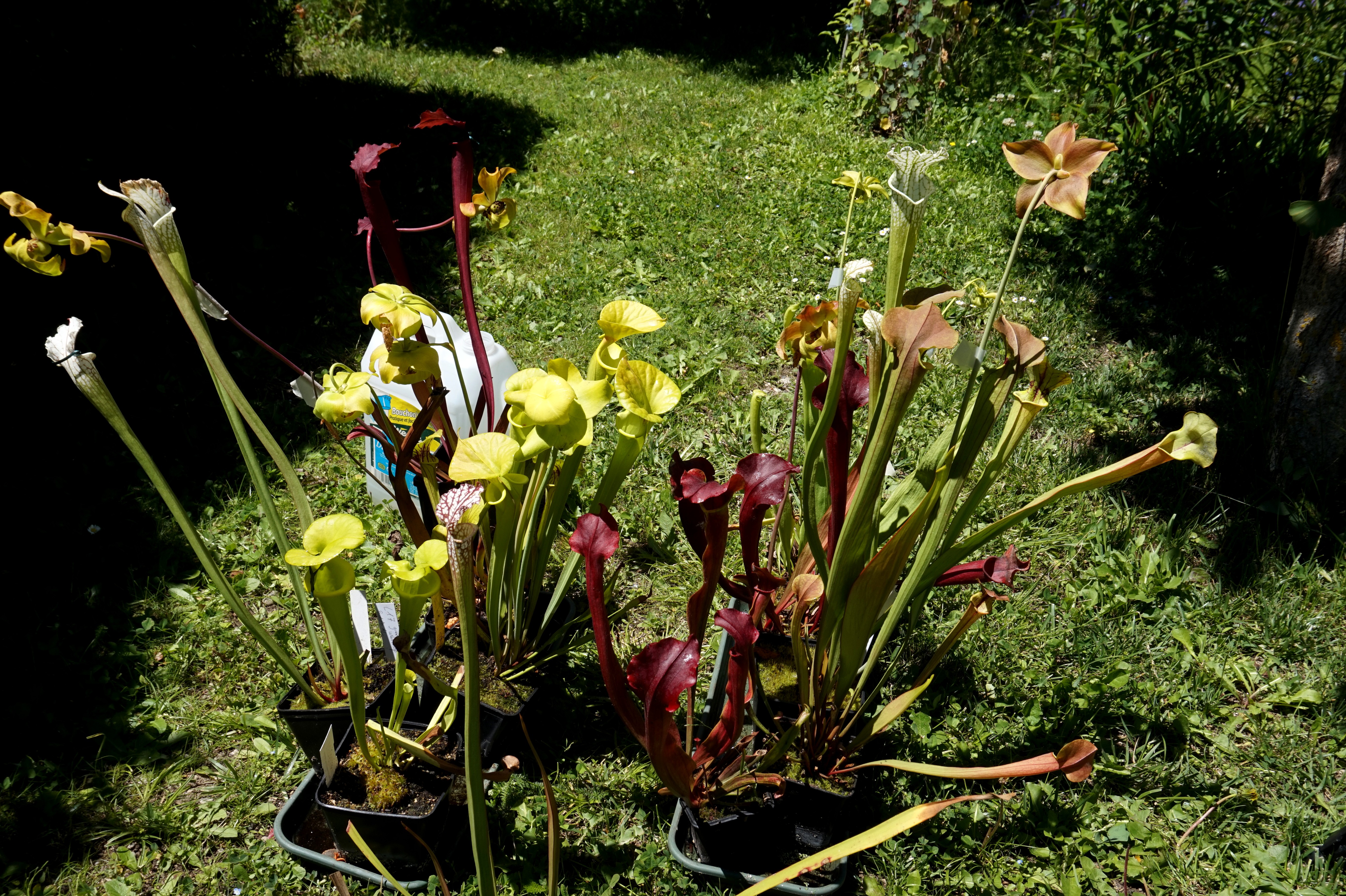 expériences sylvain juin 2017 (15)