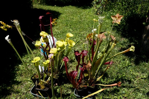 expériences sylvain juin 2017 (15)