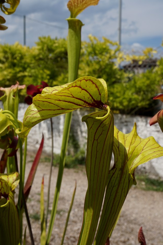 Sarracenia Elvis presley début Juin 2017 (1)