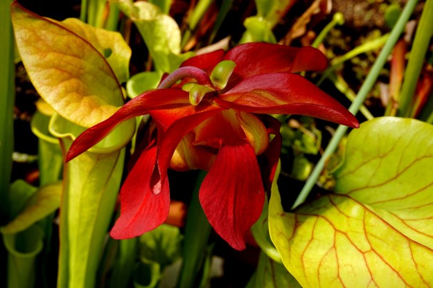 fleur hybride perso base leuco mai 2016