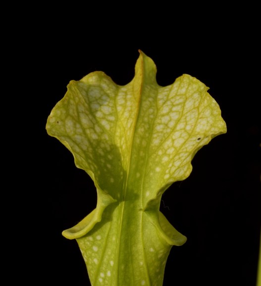 HP2010E octobre 2017 (3)