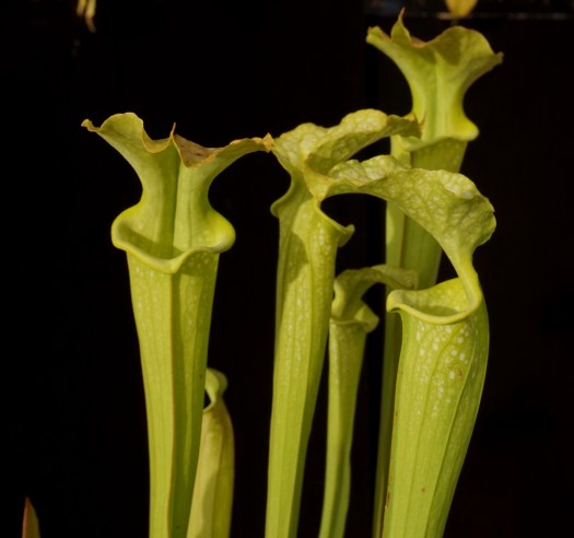 HP2010E octobre 2017 (4)