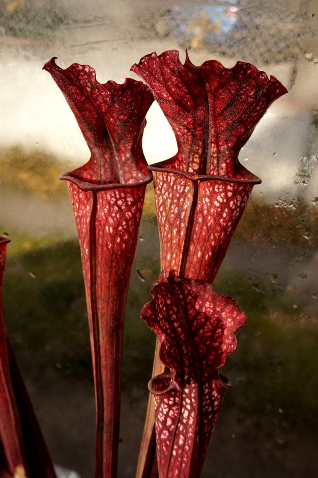 hybride base leuco décembre 2016 (1)