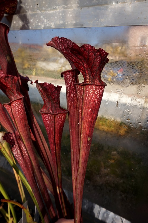 hybride base leuco décembre 2016 (3)