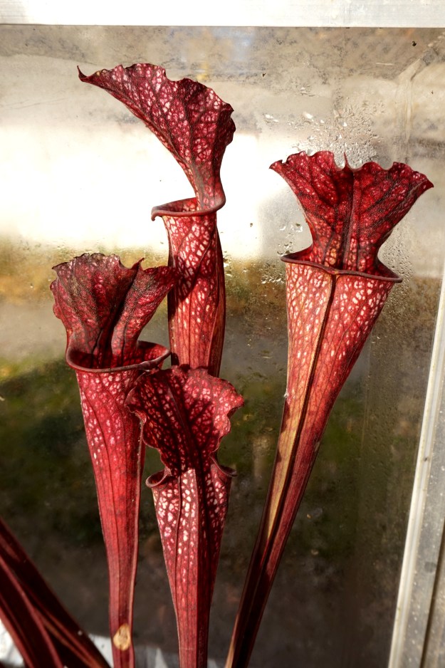 hybride base leuco décembre 2016 (5)