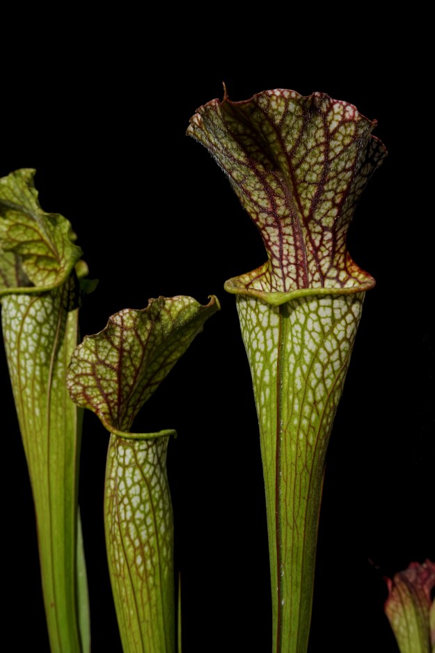 hybride base leuco fin septembre 2016 (1)