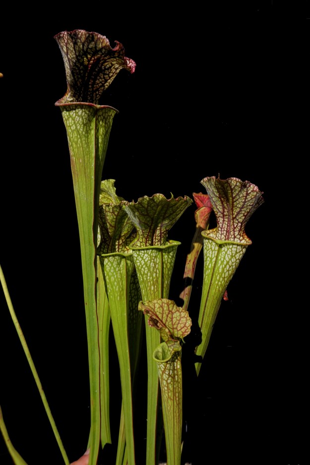 hybride base leuco fin septembre 2016 (3)