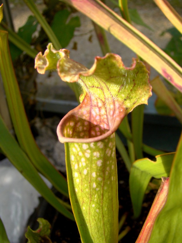 hybride perso x mitcheliana octobre 2015