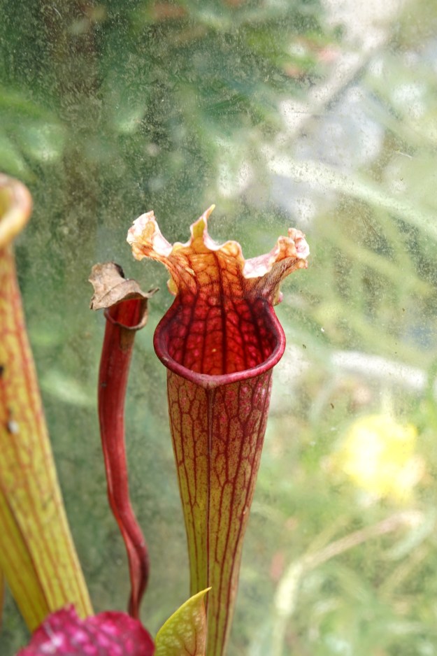 sarracenia angine juin 2017 (2)