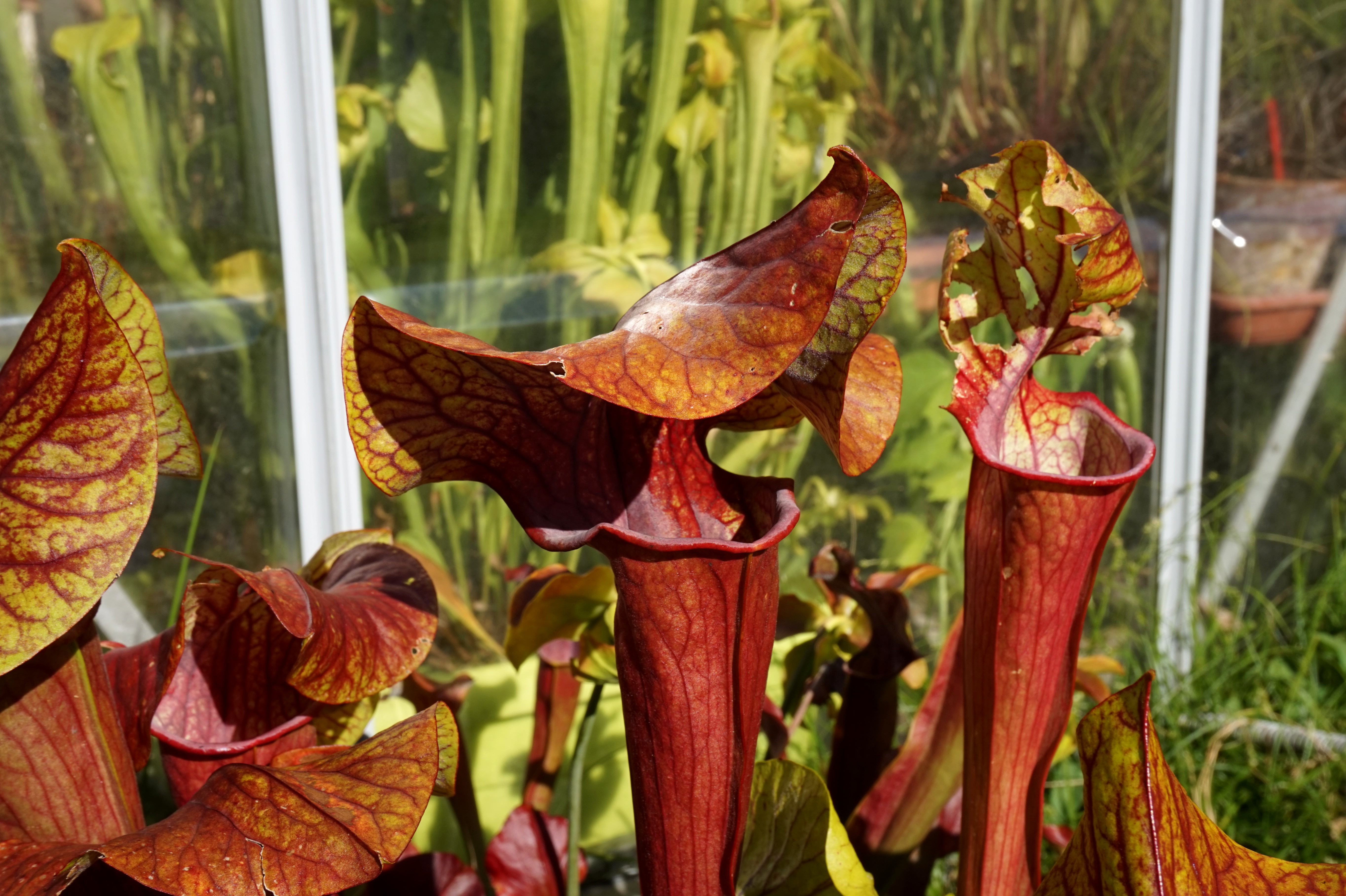 sarracenia dantadelle mi juillet 2018 (1)