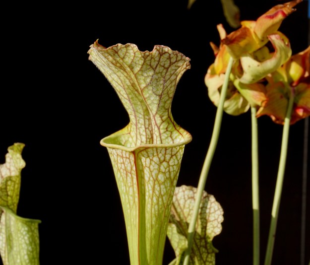 sarracenia flamenco aout 2017 (1)