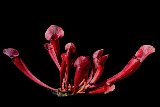 amphibien aout 2016 (2)