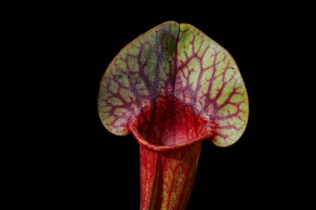 amphibien fond noire mai 2016 (2)