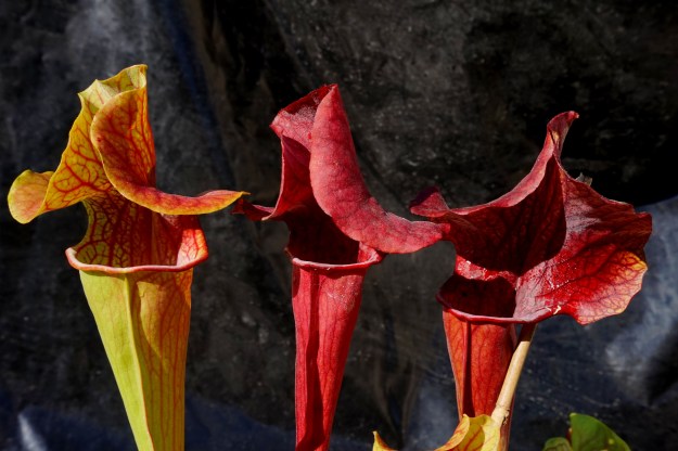 dantadelle fin septembre 2016 (1)