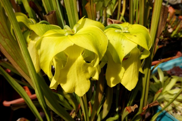 dantadelle mai 2016 (2)