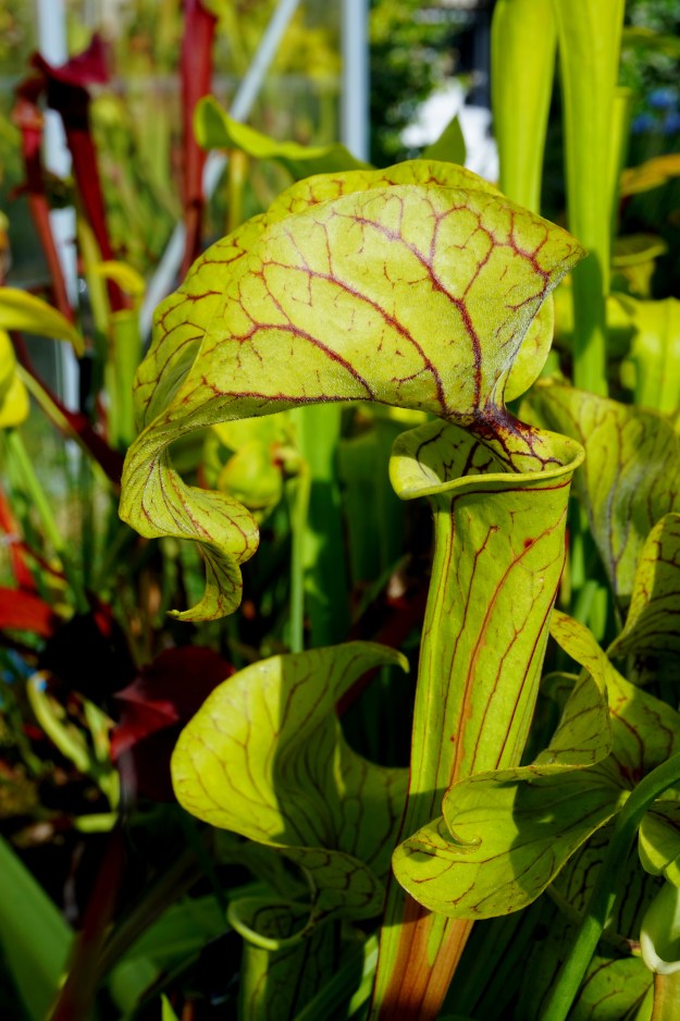 elvis presley juillet 2016 (1)