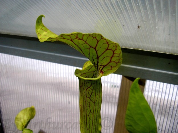 elvis presley profil