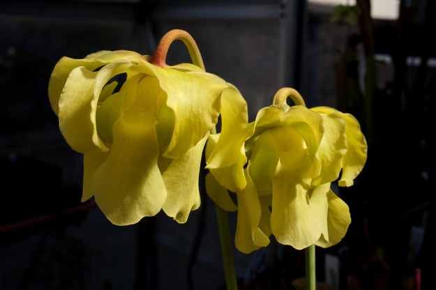 hp2010e x moorei OP avril 2017 fleur jaune ! (3)