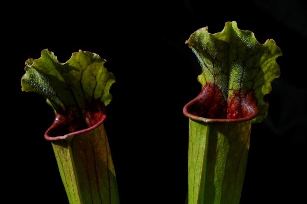 hybride perso fond noir juin 2016 (11)