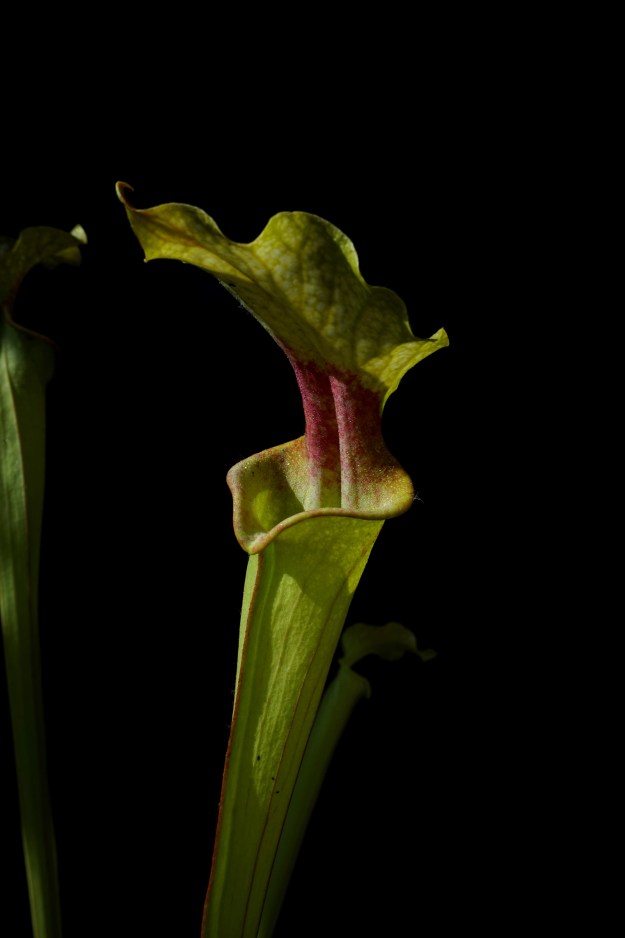 hybride perso fond noir juin 2016 (2)