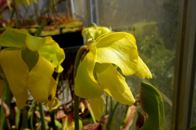 laurissia fleur 2016