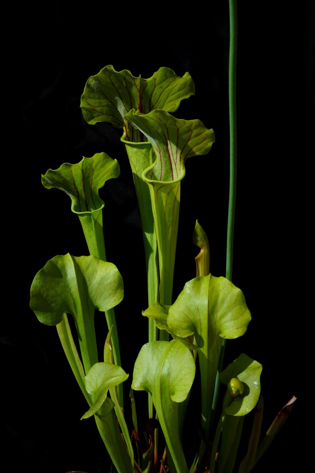 laurissia fond noir mai 2016 (2)