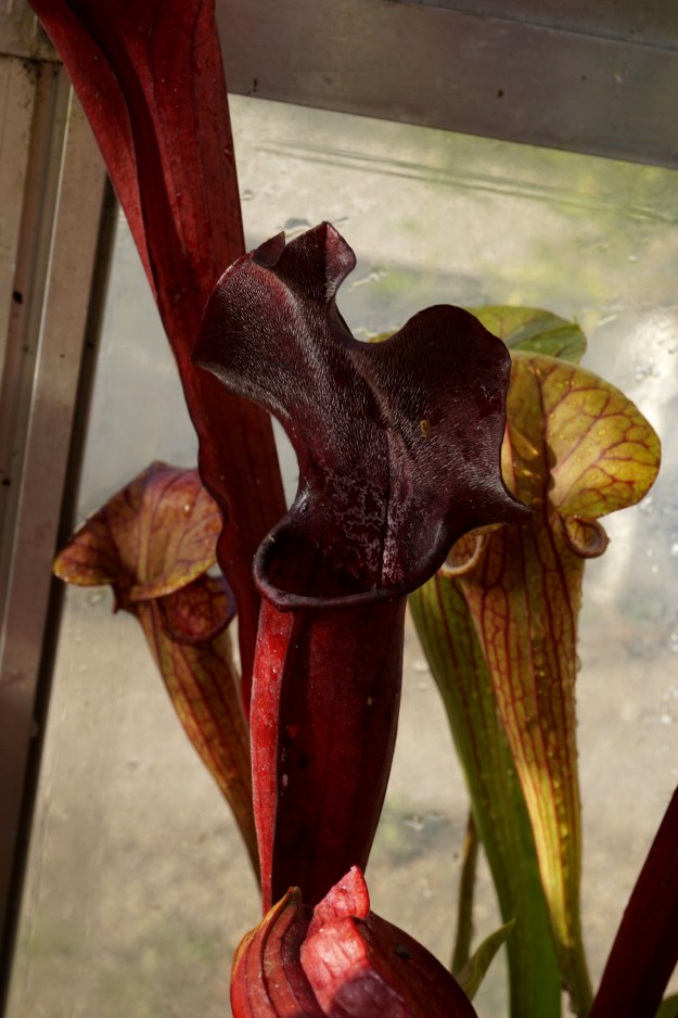 rubis rare septembre 2016 (5)