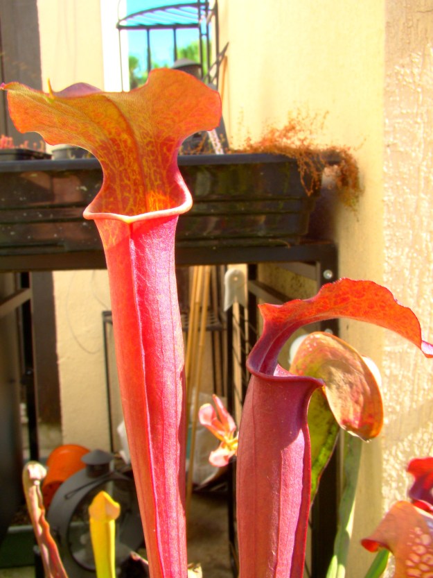 rubis rare x moorei fin octobre 2014 2