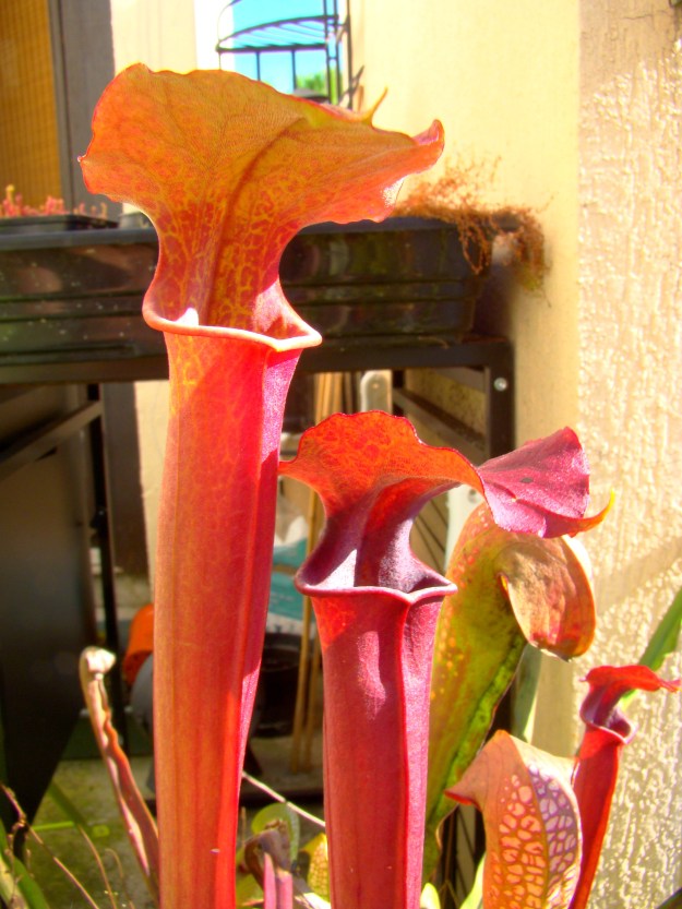 rubis rare x moorei fin octobre 2014 3