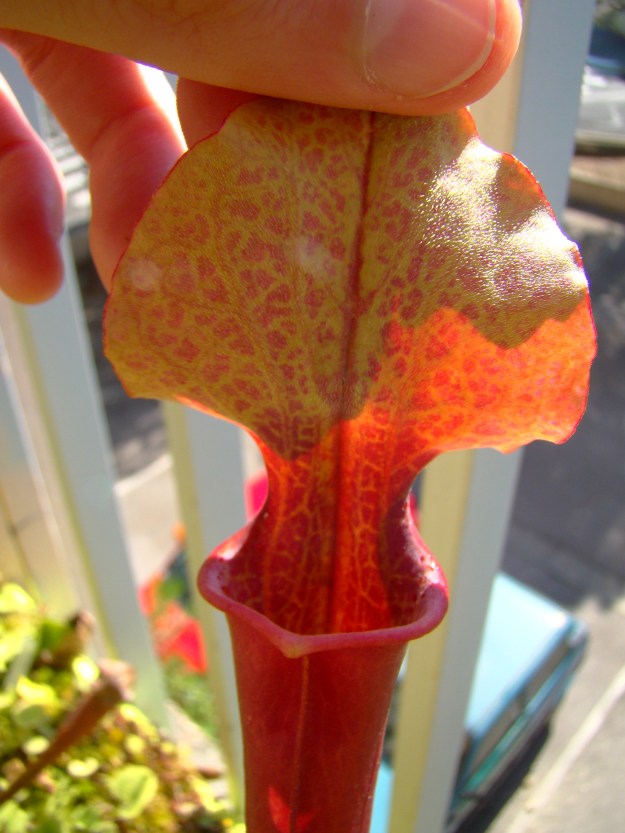 rubis rare x moorei fin septembre 2014