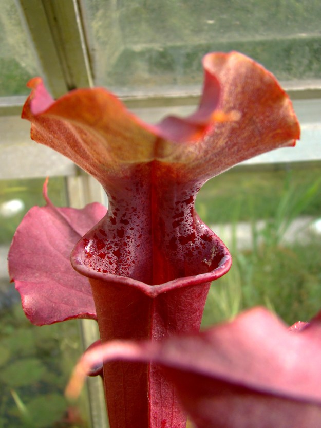 rubis rare x moorei juin 2015 (8)