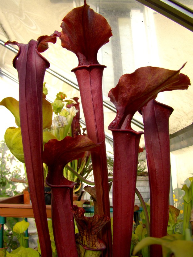 rubis rare x moorei juin 2015 (9)