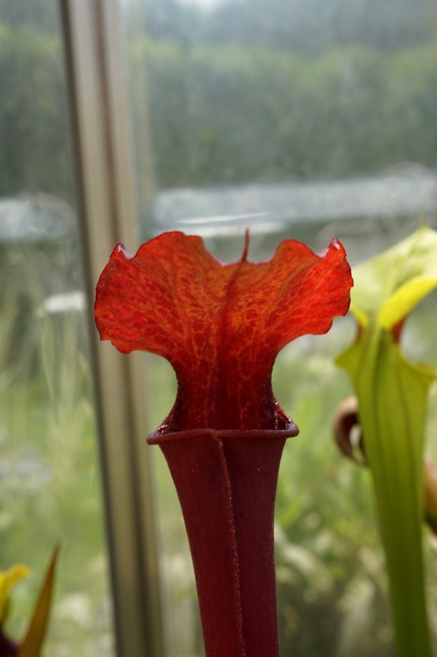 sarracenia adye début juin 2017 (4)