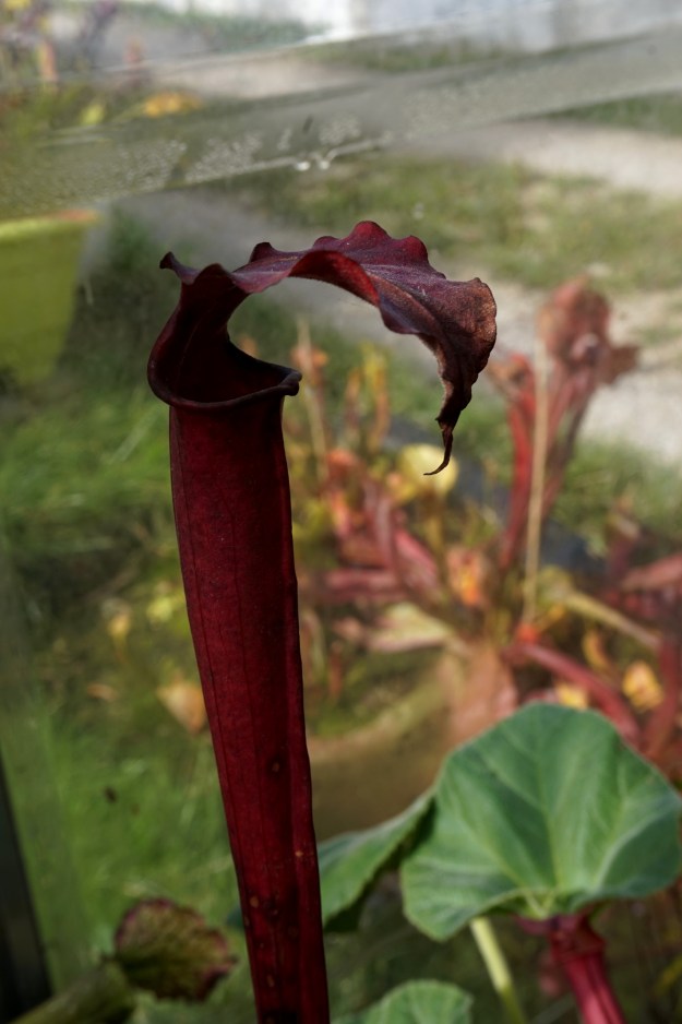 sarracenia adye octobre 2016