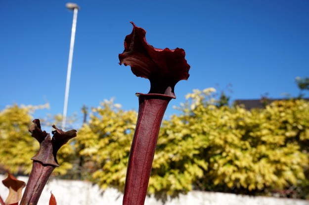 sarracenia adye octobre 2017 (1)